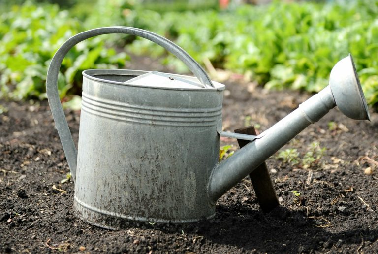 Their garden produce to their relatives and neighbors, thus improving social