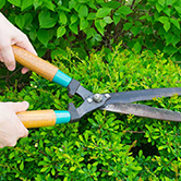 hedge shears