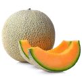 CooPany cantaloupe, kharbuja, musk melon