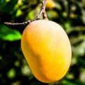 Neelum mango naturally ripened carbide - Image 4